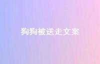 狗狗被送走文案【100句精选短句合集】