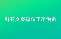 鲜花文案短句干净治好40句汇总 鲜花文案短句干净治好40句汇总