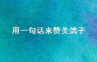 用一句话来赞美鸽子(精选47句) 用一句话来赞美鸽子(精选47句)