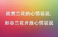 形容兰花开放心情说说(100句)